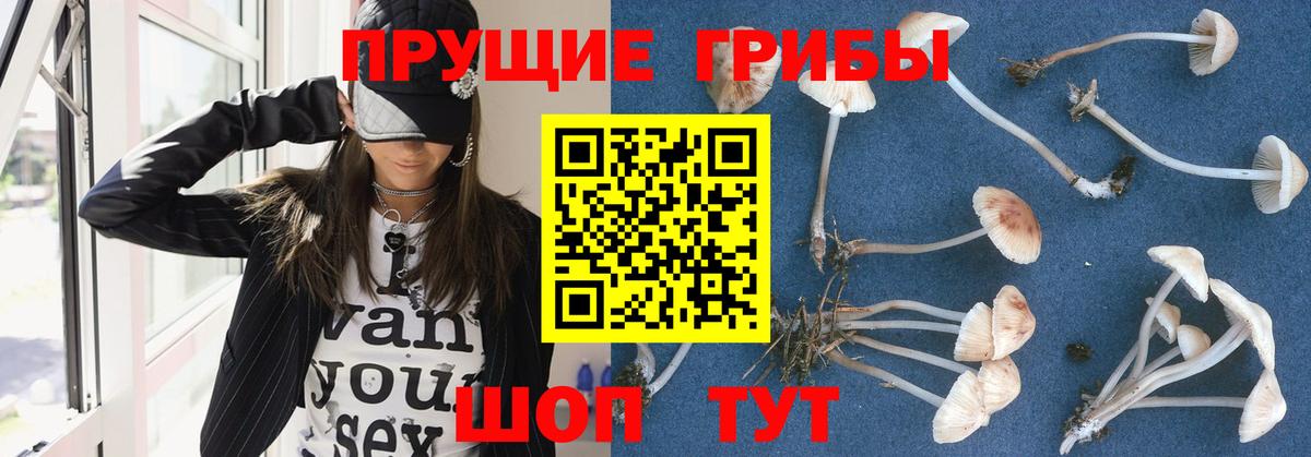 купить наркотики цена  Вход с VPN  Шелехов  Псилоцибиновые грибы Magic Shrooms 